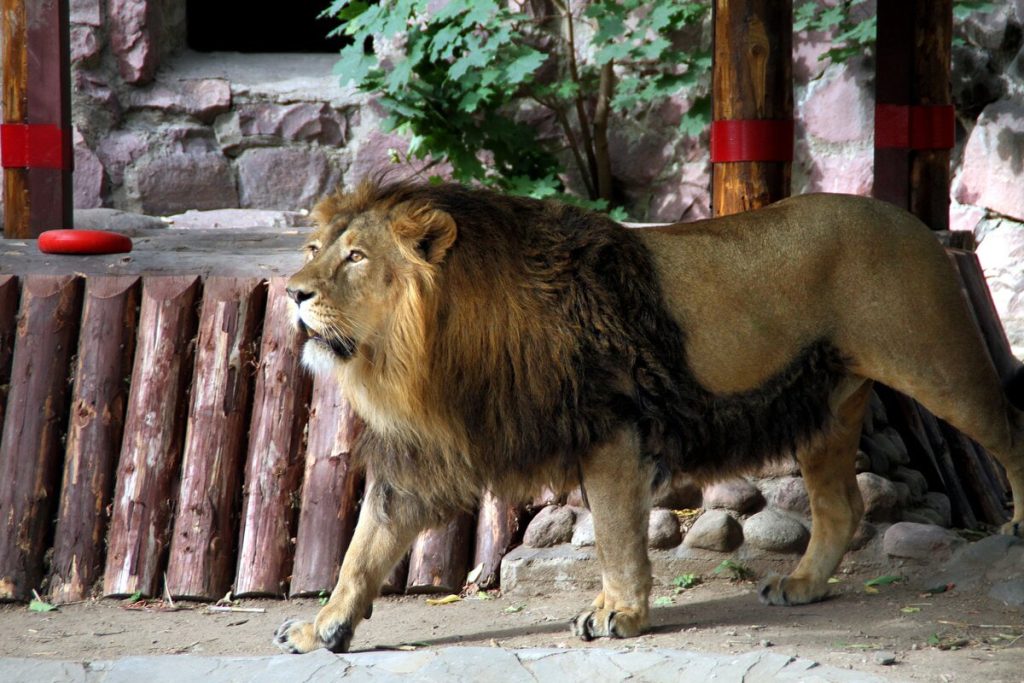 Toshkent viloyatida Lion Park kontakt hayvonot bogʻida sherlar qoʻriqchini oʻldirib, yeb qoʻydi