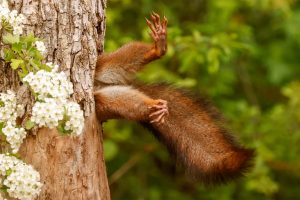 Победители Comedy Wildlife Photography Awards 2024: белка в дупле и другие смешные снимки