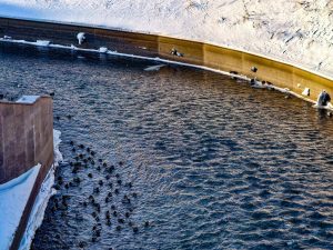 В выходные узбекистанцев ждут ночные морозы без осадков