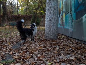 Biroz iliq: haftalik ob-havo maʼlumoti