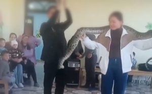 Тигровый питон для детей: Детский омбудсман ведет расследование инцидента