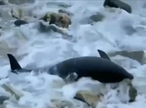 Rossiyaning Krasnodar o‘lkasi qirg‘oqlarida o‘nlab o‘lik delfinlar topildi