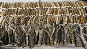 Shimol bugʻularining 700 dan ortiq shoxini Oʻzbekistonga olib kirishga urinish fosh etildi