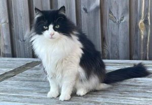Кот с аллергией на других кошек: трогательная история с Reddit