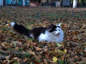 O‘zbekistonda sovuq front: qor, yomg‘ir va sovuq