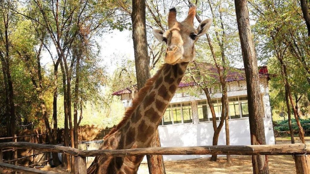 Toshkent hayvonot bog‘ida yana bir jirafa nobud bo‘ldi