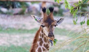 Toshkent hayvonot bog‘ida yana bir jirafani o‘lim xavfi kutmoqda
