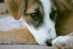 O‘zbekistonda hayvonlarni himoya qilish bo‘yicha qonun loyihasi ishlab chiqildi