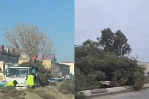 Buxoroda Kogon — Buxoro trassasi boʻylab daraxtlar koʻchirilmoqda: aholi bundan xavotirda