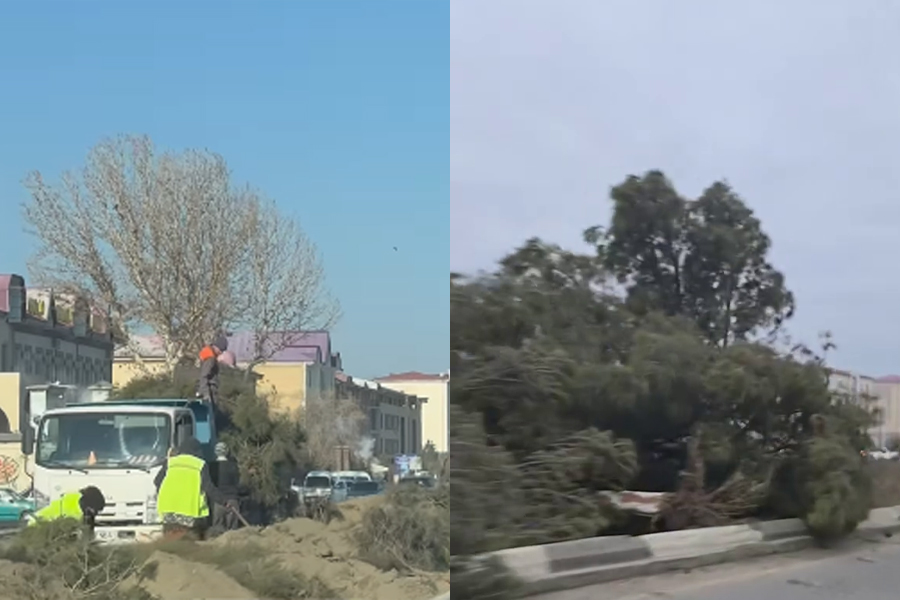 Buxoroda Kogon — Buxoro trassasi boʻylab daraxtlar koʻchirilmoqda: aholi bundan xavotirda