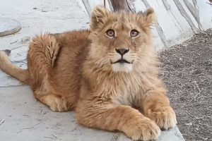 Buxoro viloyatida mahallada yashovchi fuqaroning uyida noqonuniy saqlab kelgan sher bolasi olib qoʻyildi