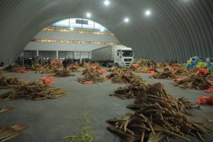 Oʻzbekistonda supurgilarga yashirilgan 600 kg dan ortiq gashish olib kirishga urinish fosh etildi