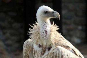 Toshkentdagi hayvonot bog‘idan oq kalxat Gosha “qochib ketdi”