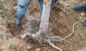 Farg‘ona viloyatida yuzlab daraxtlar ildizi bilan qo‘porildi