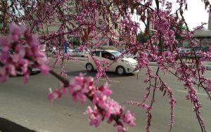 O‘zbekistonda harorat ko‘tarilishi 5-martdan boshlanadi