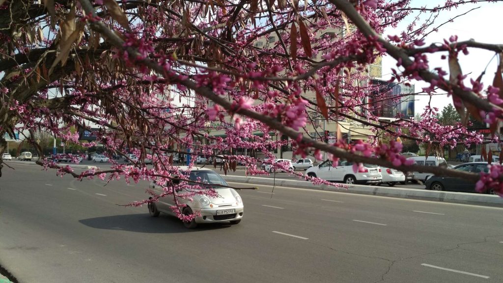 Синоптики прогнозируют местами дожди и жаркую погоду в Узбекистане