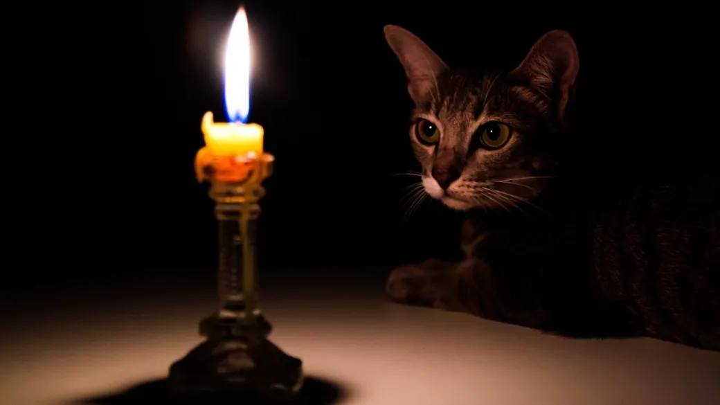 Voronin porno videolari (barcha epizodlar)